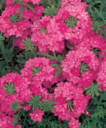 Verbena 'Babylon Neon Rose'