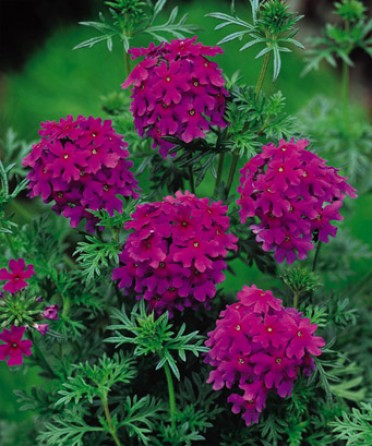 Verbena 'Babylon Purple'