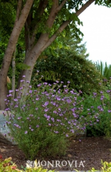 Verbena 'De La Mina'