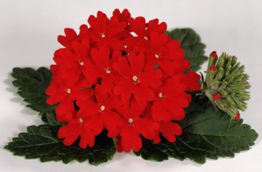 Verbena 'Temari Bright Red'