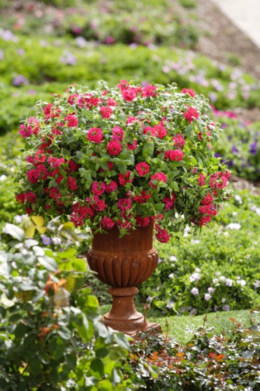 Verbena 'Temari Patio Red'