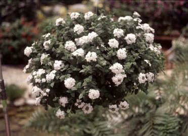 Verbena 'Temari Patio White'