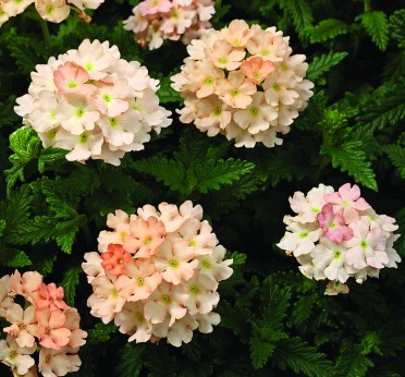 Verbena 'Tuscany Peach'