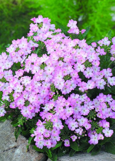 Verbena 'Tuscany Pink Picotee'