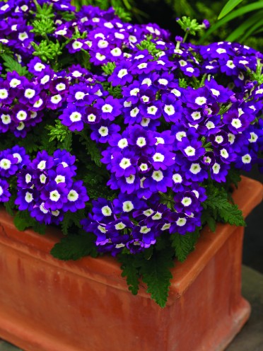 Verbena 'Tuscany Violet Eyes'