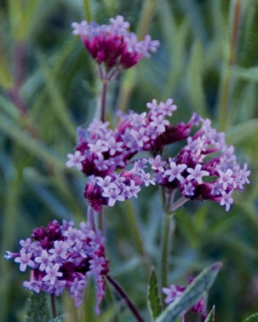 Verbena bonariensis 'Little One'