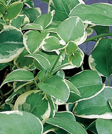 Vinca major 'Variegata'