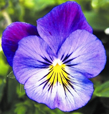 Viola 'Velocity Lavender w/ Yellow Eyes'