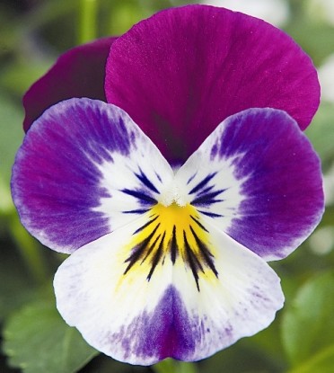 Viola 'Velocity Purple Bicolor'