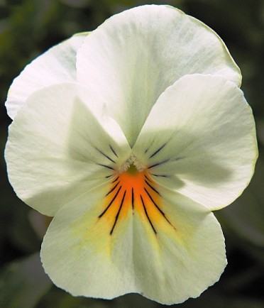 Viola 'Velocity White'