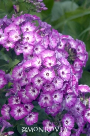 Volcano® Purple White Eye Phlox