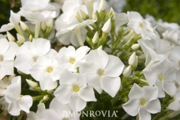 Volcano® White Phlox