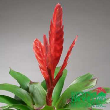 Vriesea 'Dark Red Style'