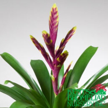 Vriesea 'Purple/Yellow Vogue'