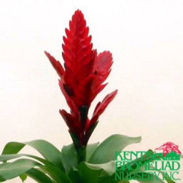 Vriesea 'Red Harmony'