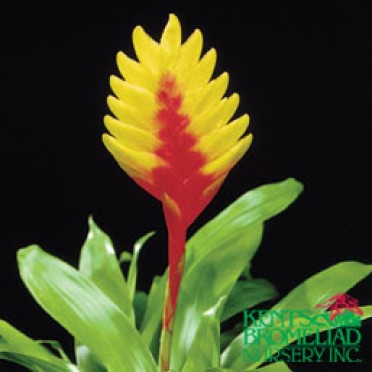 Vriesea 'Yellow w/Red Vista'