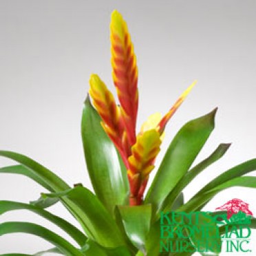 Vriesea 'Yellow with Red Davine'