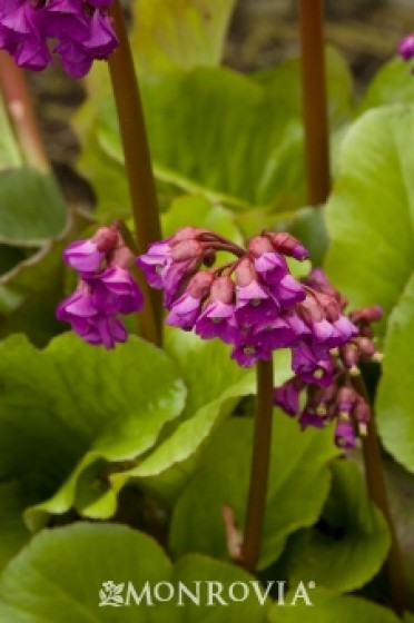 Winterglow Bergenia