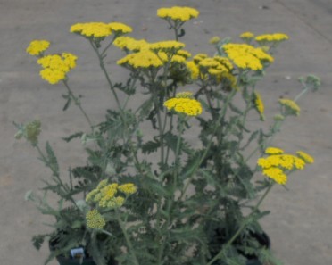 Achillea 'Moonshine'