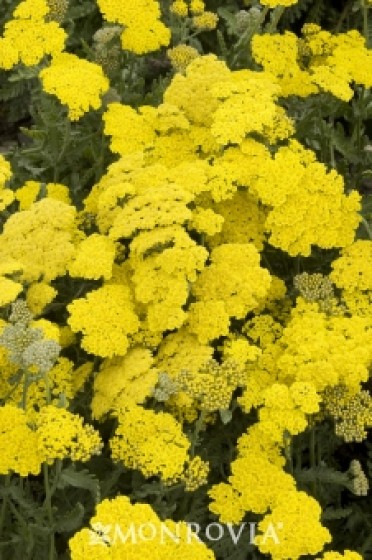 Yarrow 'Moonshine'