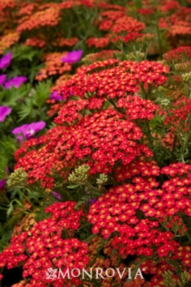 Yarrow 'Paprika'