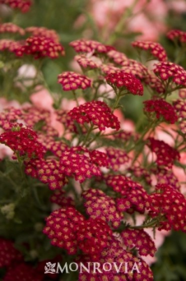 Yarrow 'Red Velvet'