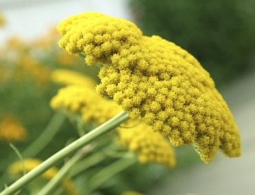 Yarrow (Achillea)