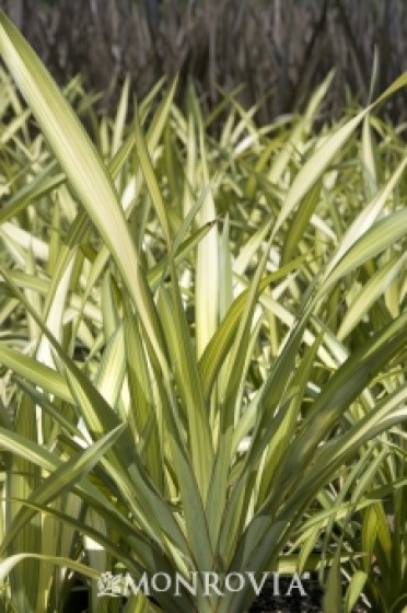 Yellow Wave New Zealand Flax