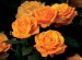 GOOD AS GOLD 36" Rose