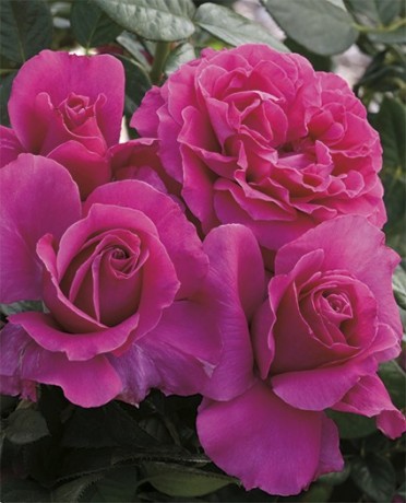 Pretty Lady Rose™ 36" 