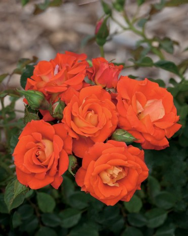 Climbing Top of the World Rose - Close-up