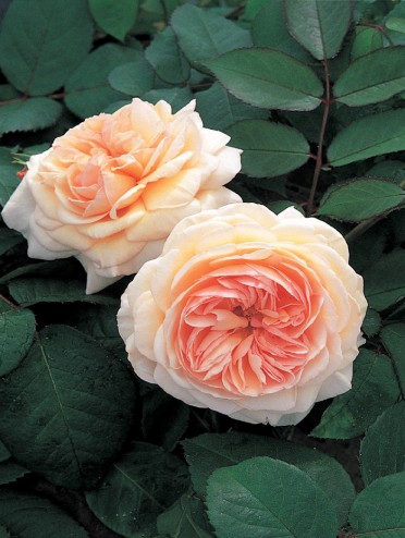 A Shropshire Lad