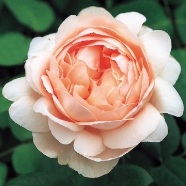 Ambridge Rose 