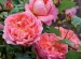 BOSCOBEL Rose