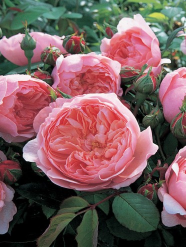 ALNWICK ROSE