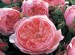 ALNWICK ROSE