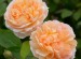 The Lady Gardener Rose