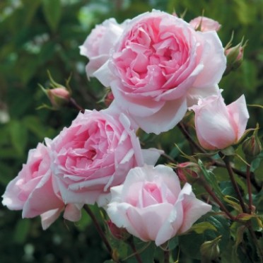 The Wedgewood Rose 