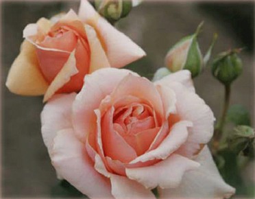 APRICOT CANDY Rose