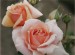 APRICOT CANDY Rose