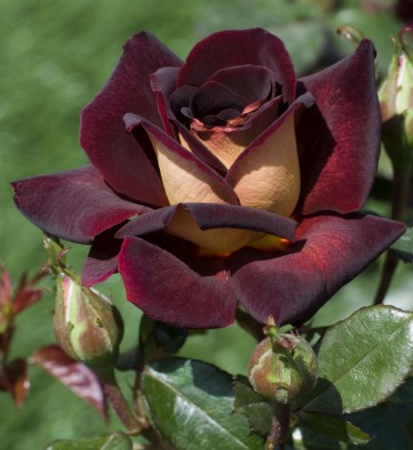 DARK NIGHT Rose