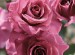 MELODY PARFUMEE Rose