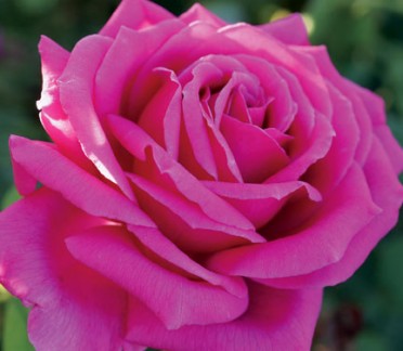 image courtesy of Certified Roses