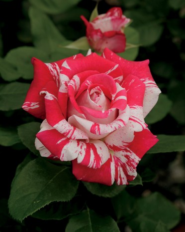 Neil Diamond Rose Close-up