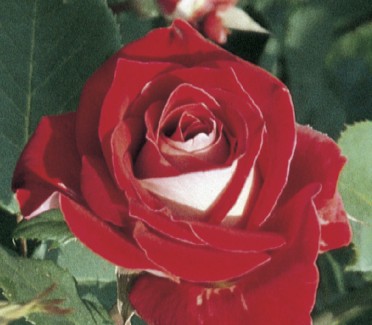 Snowfire Rose