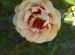EYECONIC LYCHEE LEMONADE 5G Rose