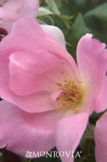 Blushing Knock Out® Rose 5G