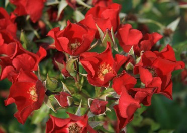 LOOK-A -LIKES  BOUGAINFEELYA Rose