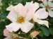 Look-A-Likes® Apple Dapple Rose