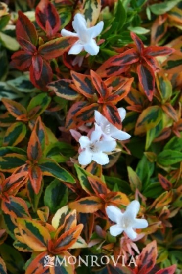 Abelia 'Kaleidoscope' 